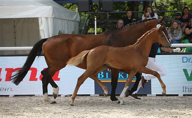 Reiterjournal: Die besten Seiten rund um Reitsport, Turnier, Vereinsleben und Gesundheit